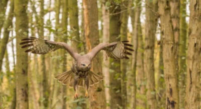 Foto Buizerd: Celina Polane