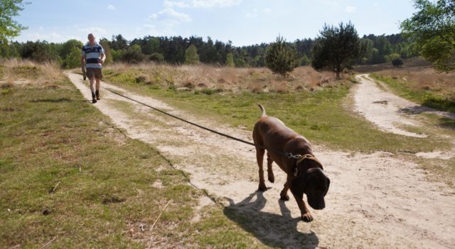 Boswachtersblog Yvonne van der Meer
