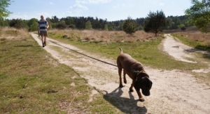 Boswachtersblog Yvonne van der Meer