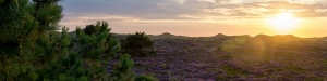 Boswachtersblog Schoorlse duinen